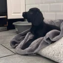 Cocker Spaniel (Working)