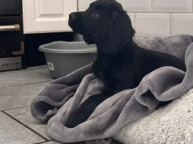 Cocker Spaniel (Working)