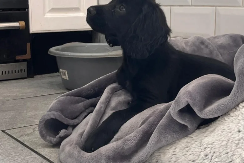 Cocker Spaniel (Working)