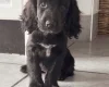 Cocker Spaniel (Working)