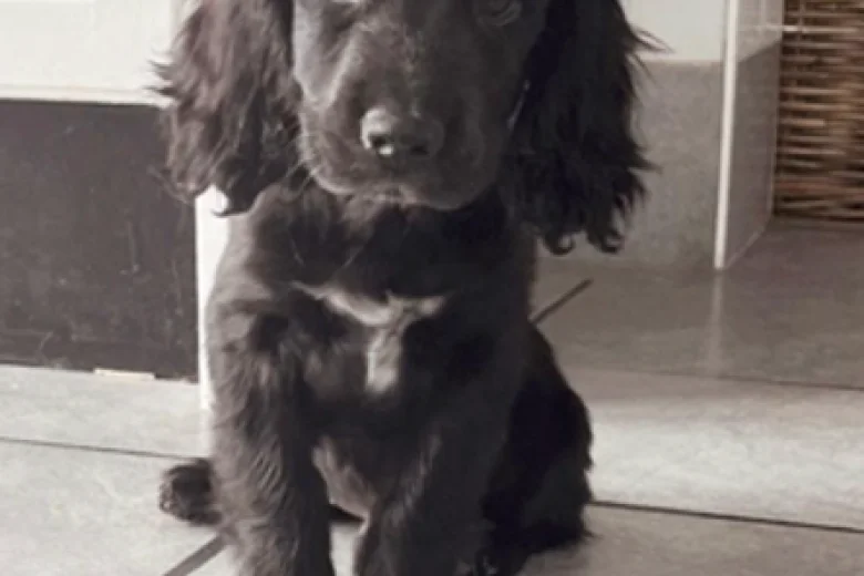 Cocker Spaniel (Working)