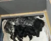 Cocker Spaniel (Working)
