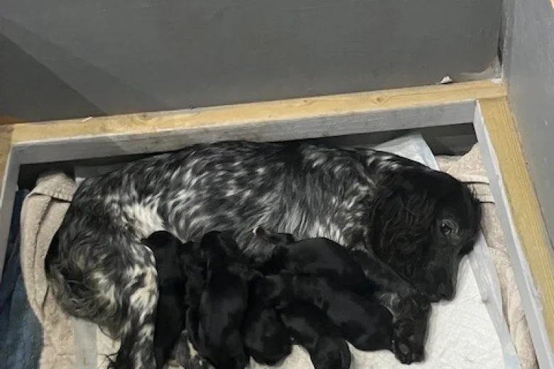 Cocker Spaniel (Working)