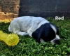 English Springer Spaniel