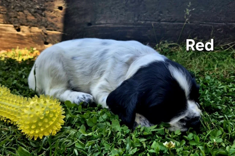 English Springer Spaniel