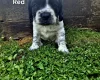 English Springer Spaniel