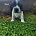 English Springer Spaniel