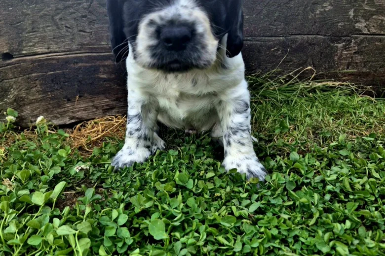 English Springer Spaniel