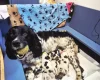 English Springer Spaniel