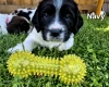 English Springer Spaniel