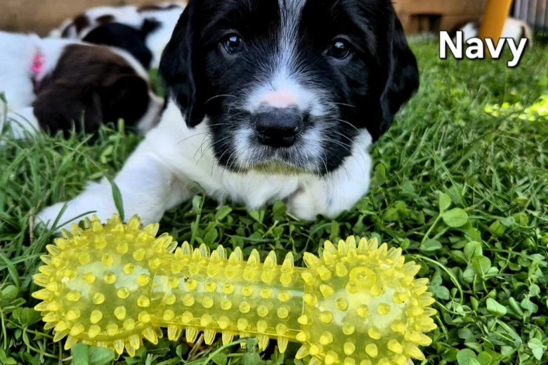English Springer Spaniel