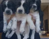 English Springer Spaniel