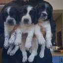 English Springer Spaniel