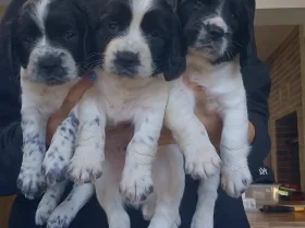 English Springer Spaniel
