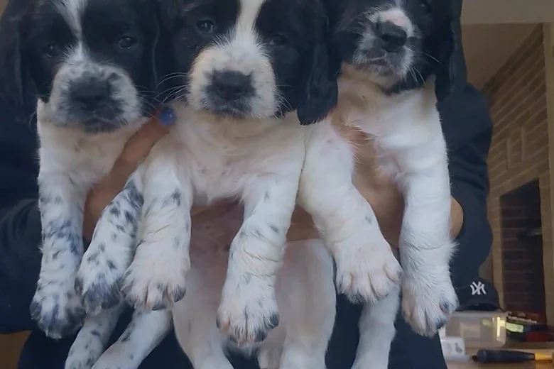 English Springer Spaniel
