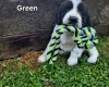 English Springer Spaniel