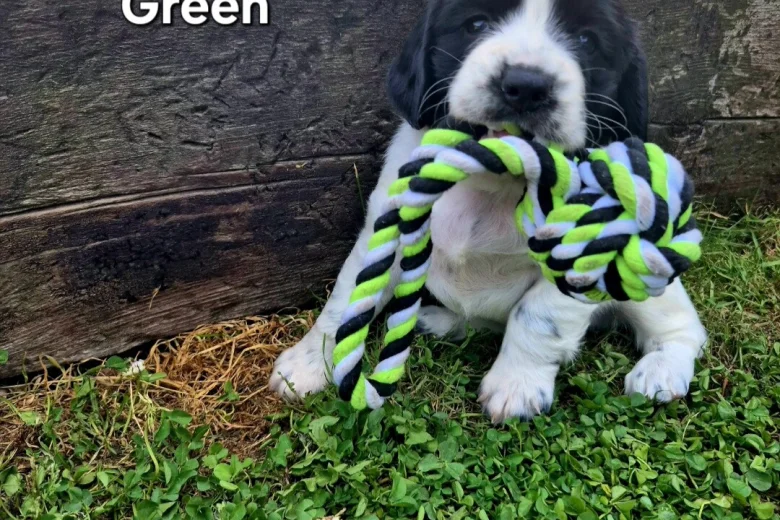 English Springer Spaniel