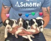 English Springer Spaniel