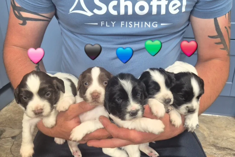 English Springer Spaniel