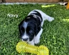 English Springer Spaniel