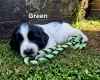 English Springer Spaniel