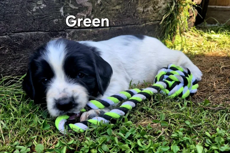 English Springer Spaniel