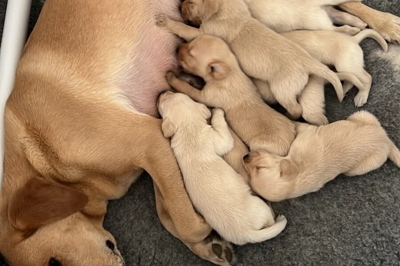 Labrador Retriever