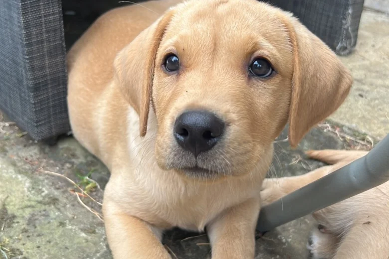 Labrador Retriever