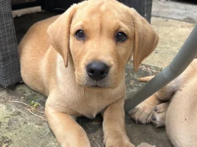 Labrador Retriever