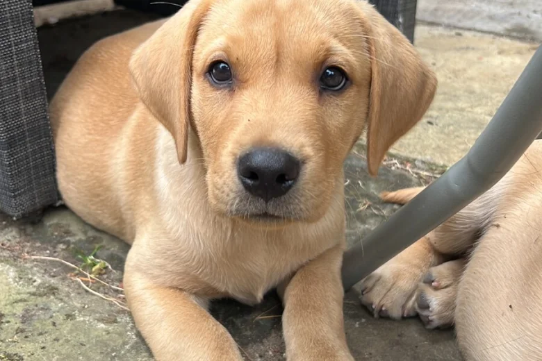 Labrador Retriever