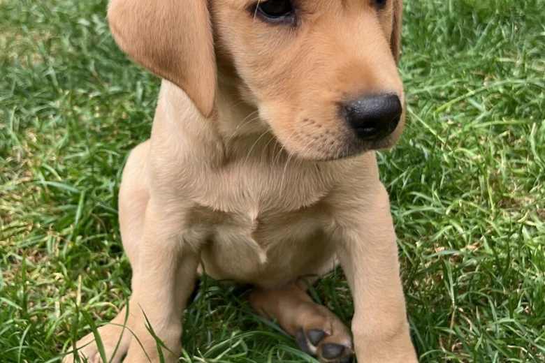 Labrador Retriever