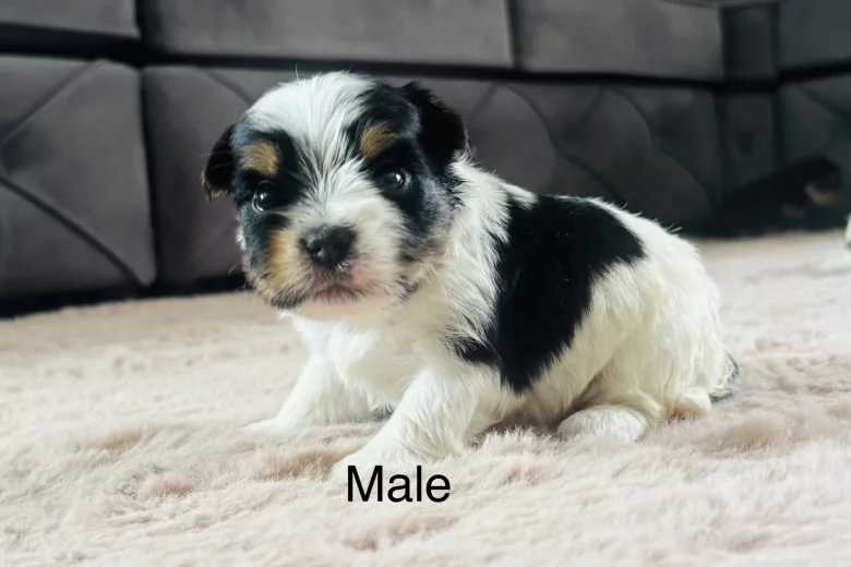 Yorkshire Terrier