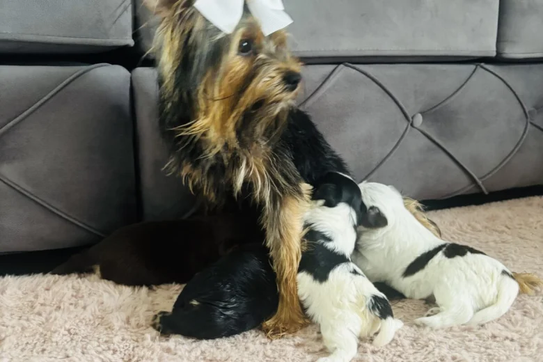 Yorkshire Terrier