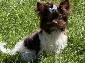 Yorkshire Terrier