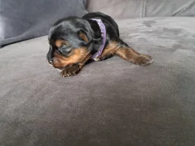 Yorkshire Terrier