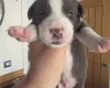 Mixed Breed