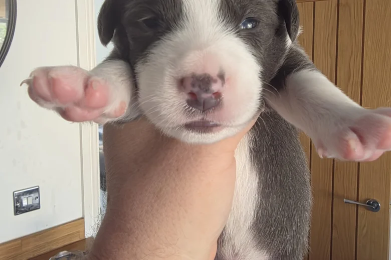 Mixed Breed