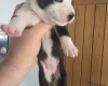 Mixed Breed