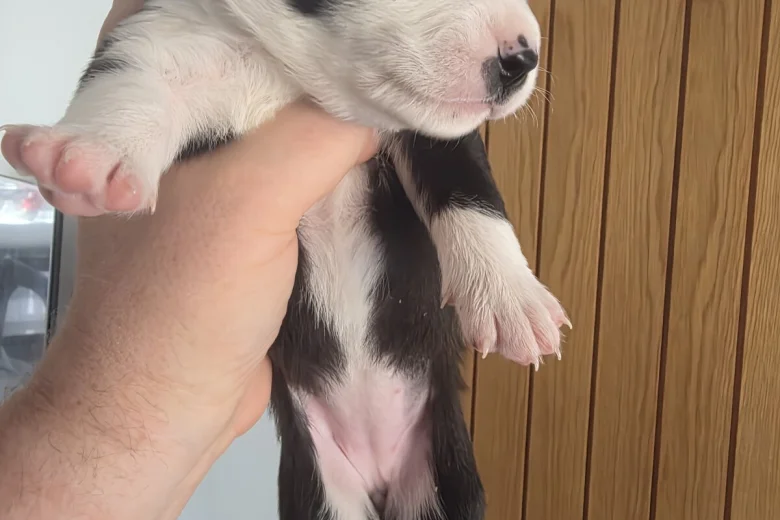Mixed Breed