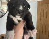 Mixed Breed