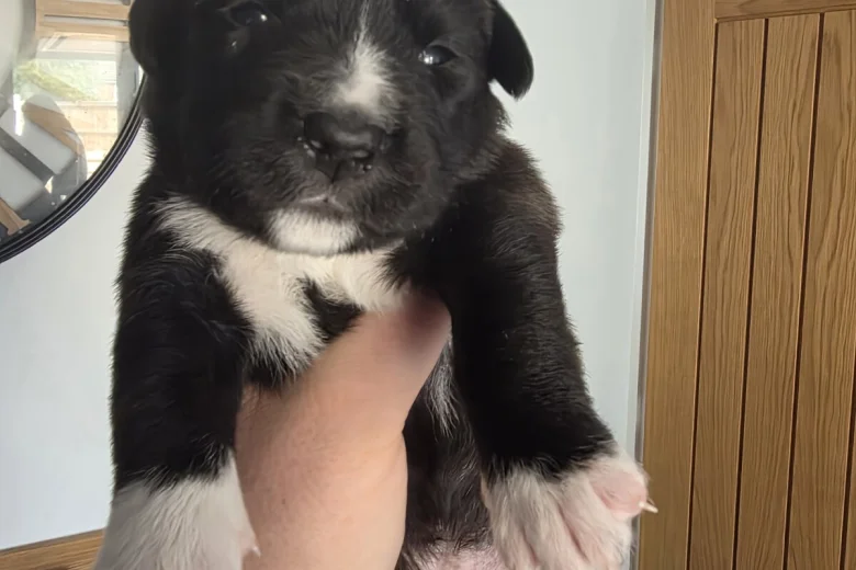 Mixed Breed