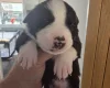 Mixed Breed