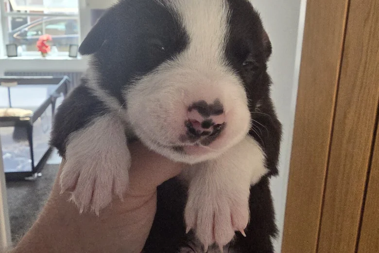 Mixed Breed