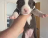 Mixed Breed