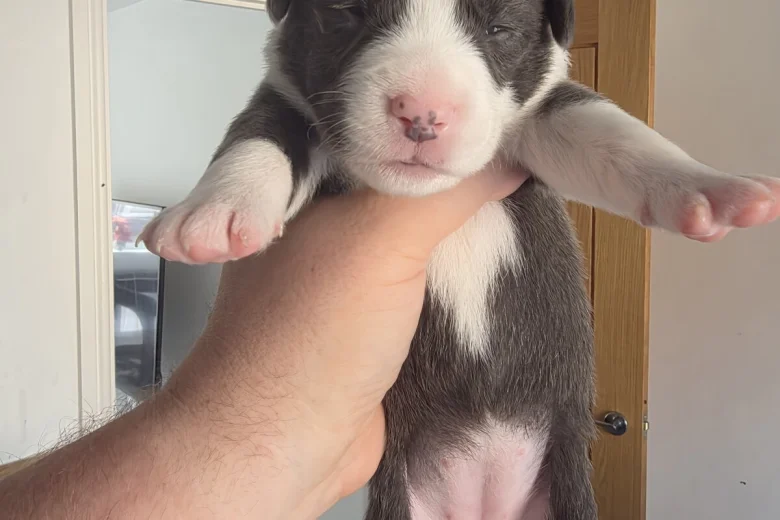 Mixed Breed