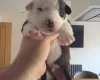 Mixed Breed