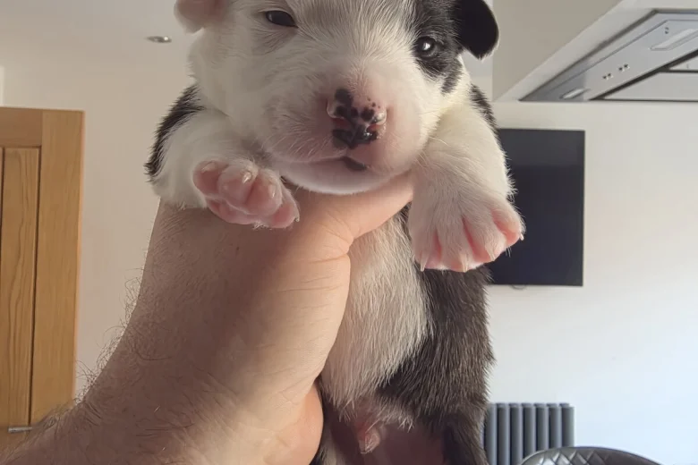 Mixed Breed