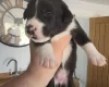 Mixed Breed