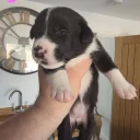 Mixed Breed