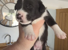 Mixed Breed